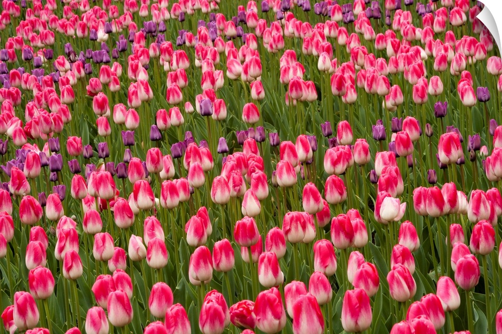 Tulips, Central Park, New York, USA
