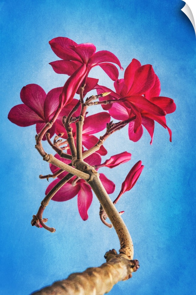 Frangipane red flower also called Plumeria, very common in Asia