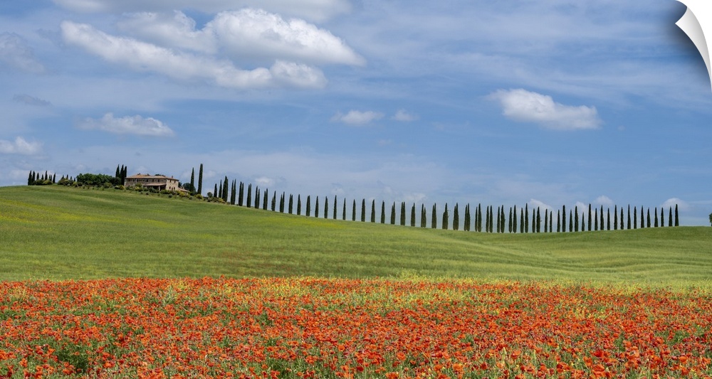 Near Pienza in Tuscany there is a farmhouse with characteristic cypresses, the adjacent field was full of poppies. It is a...