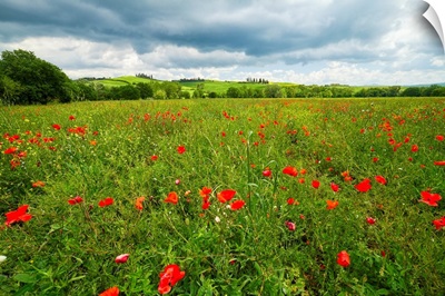 Tuscan Spring Meadow