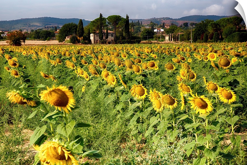 A field of sunflowers in Tuscany.
