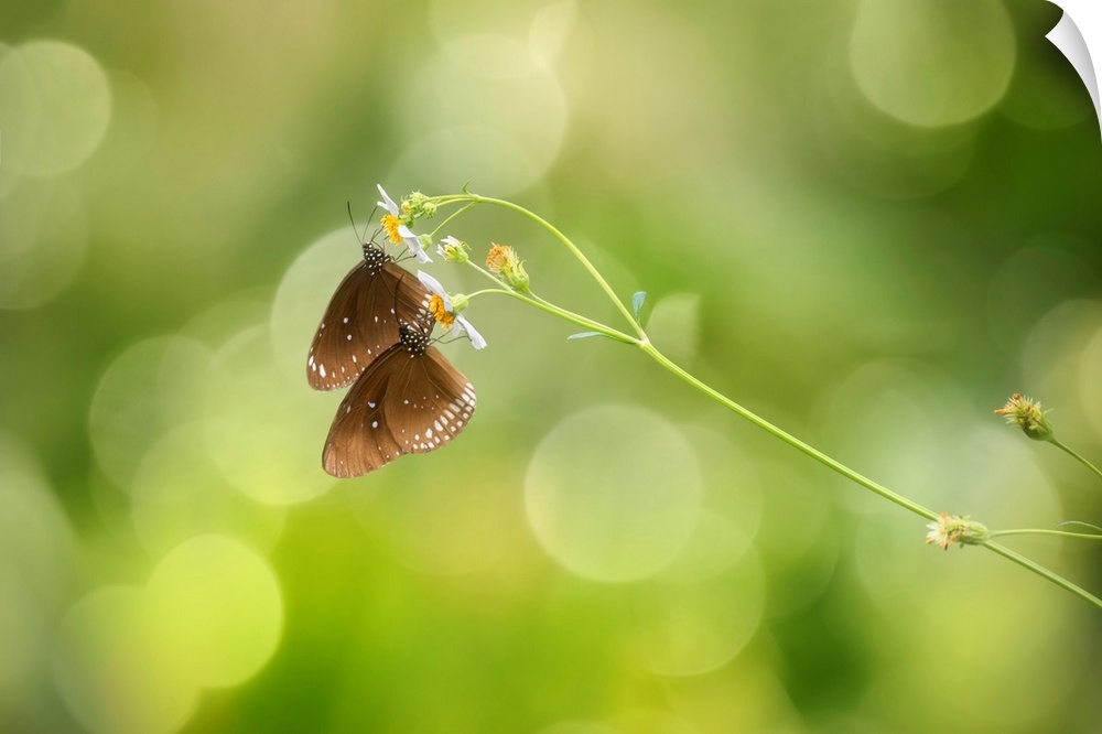 Two butterflies drinking nectar from white flowers, with a bokeh background.