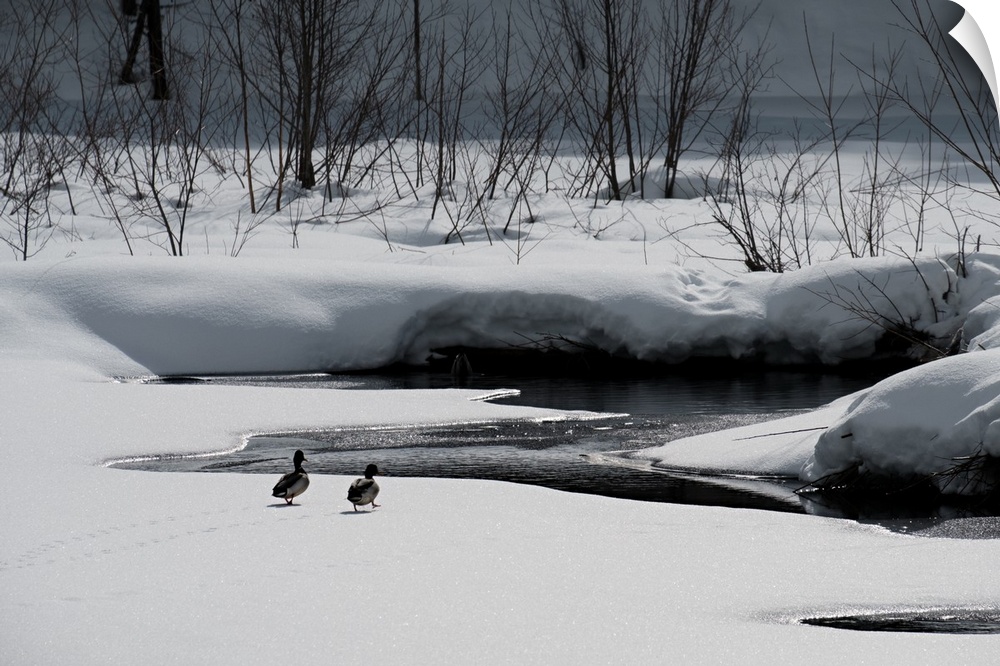 Photograph of a winter scene with two ducks walking towards a small body of water, surrounded by snow covered land.