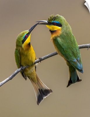 Two Little Bee-Eaters Beak To Beak On Branch, Kenya