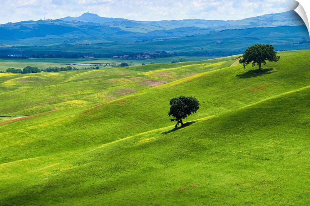 Verdant knolls of the Tuscan countryside, Val d'Orcia, Tuscany, Italy.