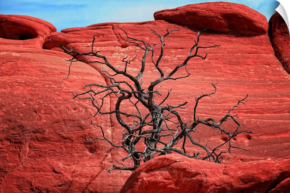 Dead tree in front of red rocks