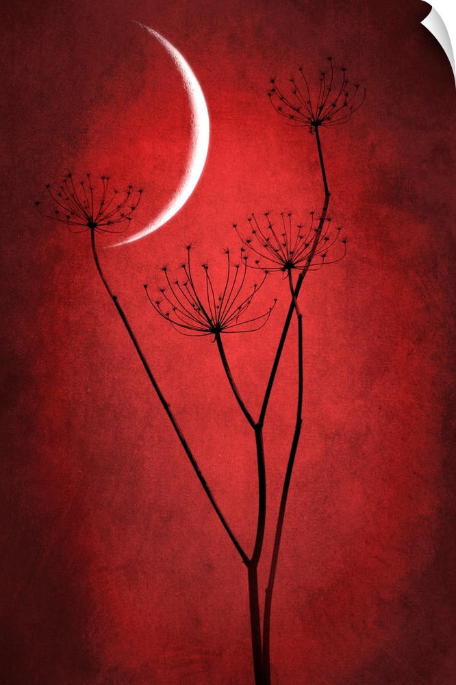 Crescent moon with grass in the foreground. Dominant red
