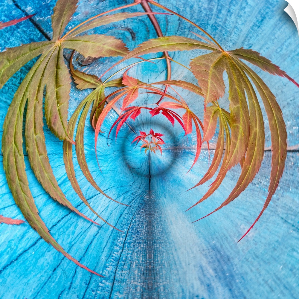 Conceptual square photograph of maple leaves and blue wood grain wrapped in a circular form.