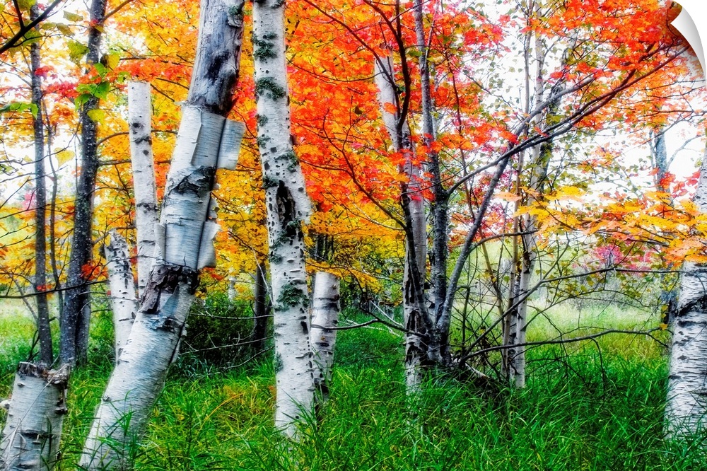 Birch trees in diffused light during Fall, Acadia National Park, Maine.