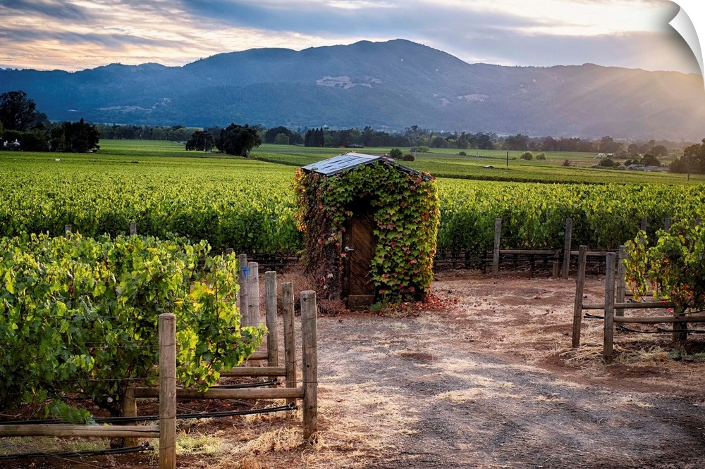 Fine art photo of a small shed in a vineyard in the late afternoon.