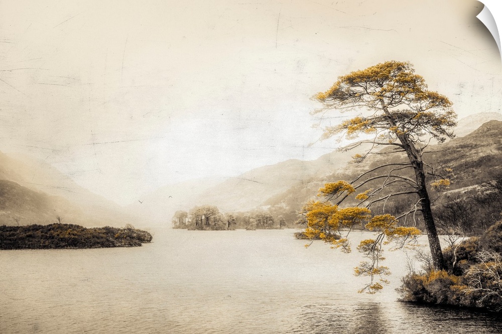 Old tree by a lake in Scotland with a photo texture