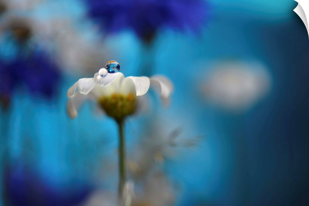 Macro photograph of a daisy with a dew drop on top with cornflowers and daisies in the blurred background.