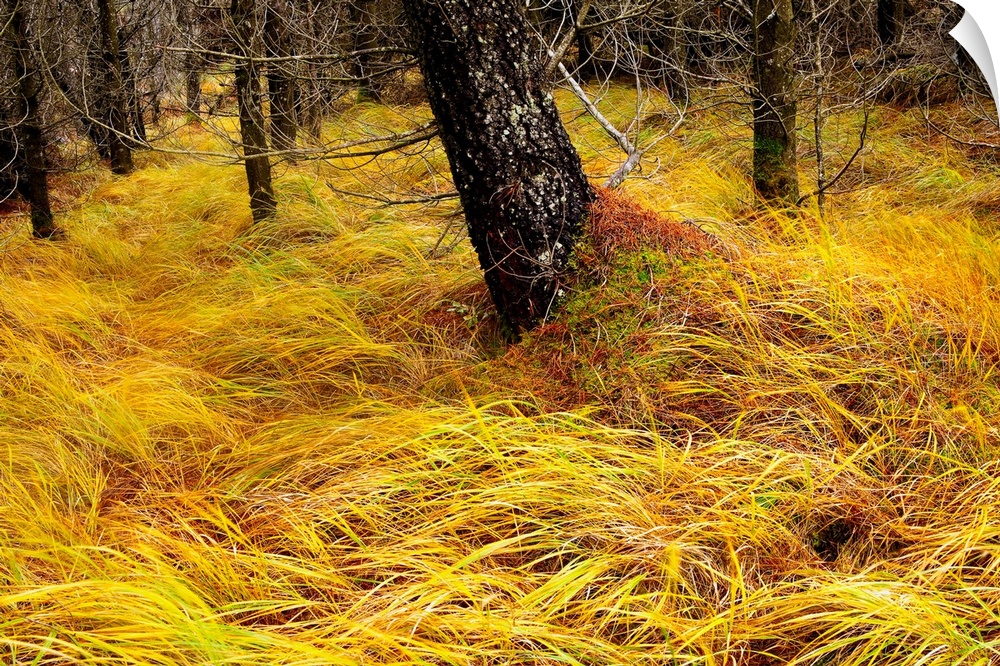 A forest floor covered in yellow grass.