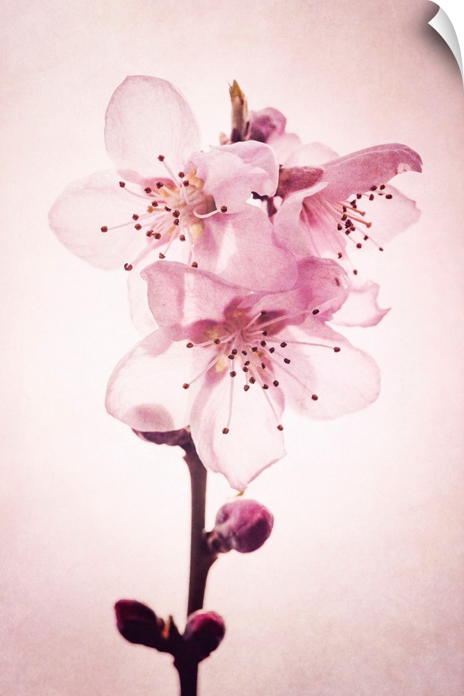 Cherry blossoms with photo texture