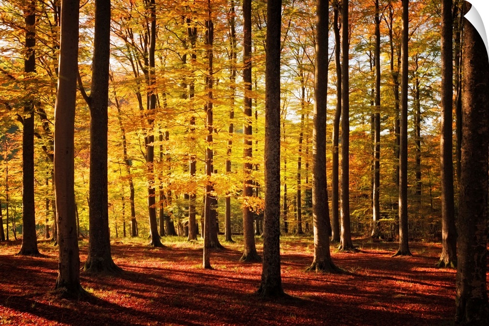 Fine art photo of a forest of narrow trees casting long shadows in autumn.