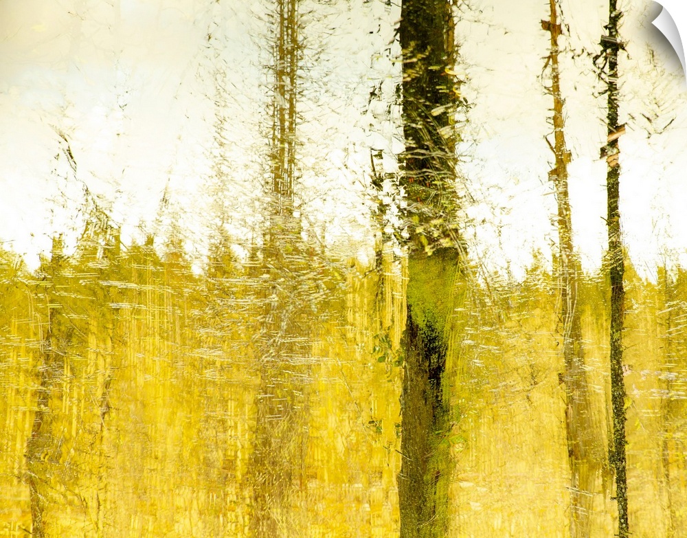 An abstraction of trees and foilage in warm gold and brown accomplished by In-camera-movement and multiple exposures.