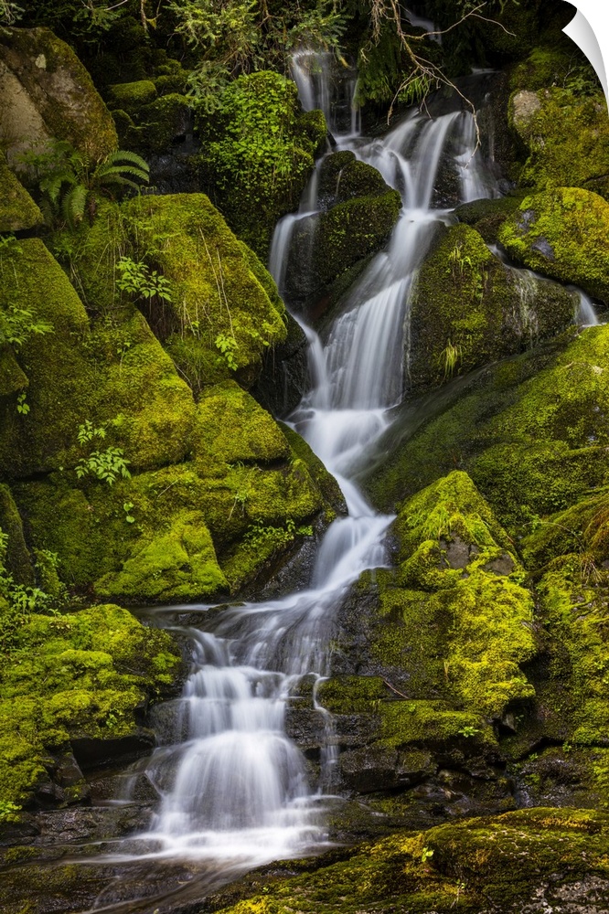 A small waterfall flows down mossy rocks, Washington