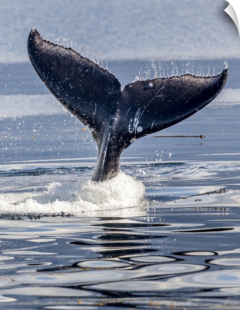 USA, Alaska, Glacier Bay National Park, humpback whale (Megaptera novaeangliae) flukes