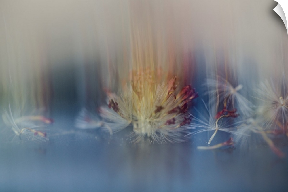 Dream-like photograph of dandelion seed remnants and dried up red petals with a blurry overlay.