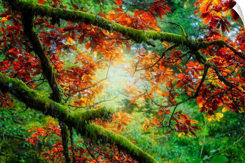 Mossy green branches filled with contrasting orange leaves.