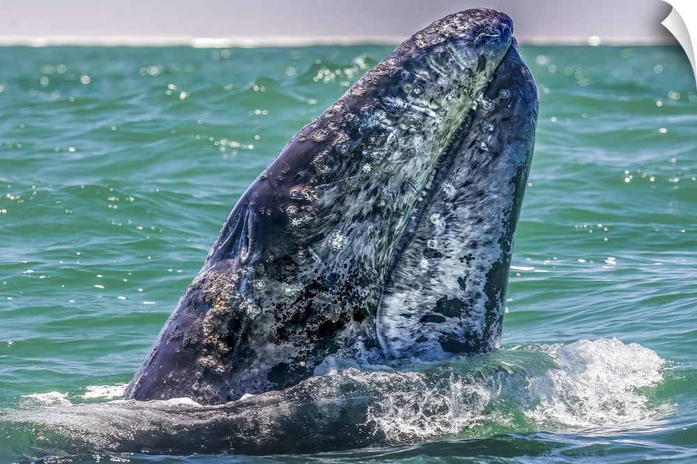Gray whale surfaces, Baja California Sur, Mexico