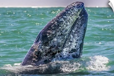 Whale Surfaces In Baja California