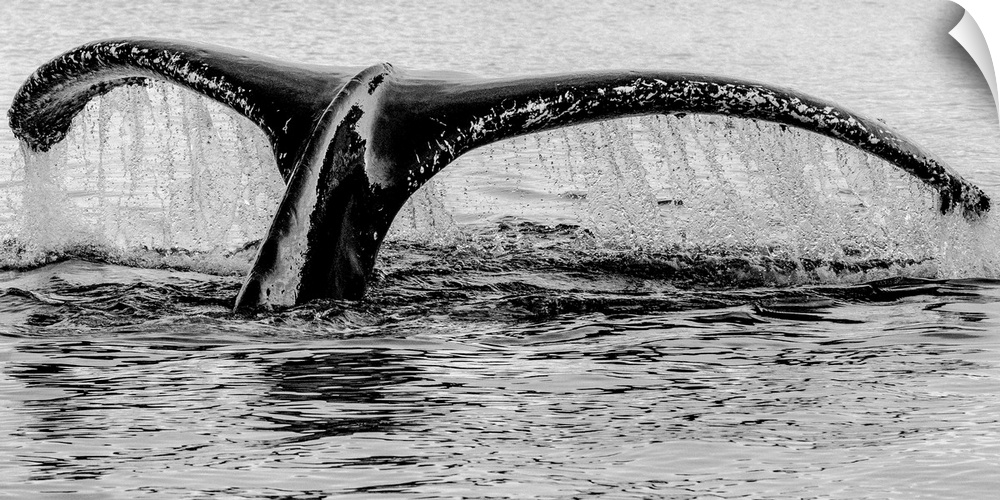 Black and white photograph of a whale's tail sinking back into the water dripping water.