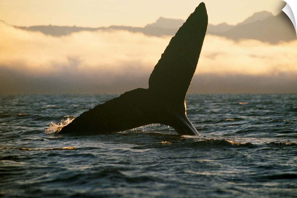 Humpback whale, Tongass National Forest, Alaska