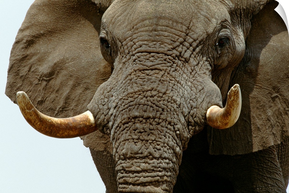 African Elephant, Etosha National Park, Namibia