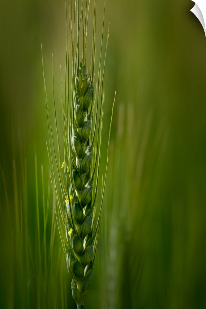Close up of a green stalk of wheat.