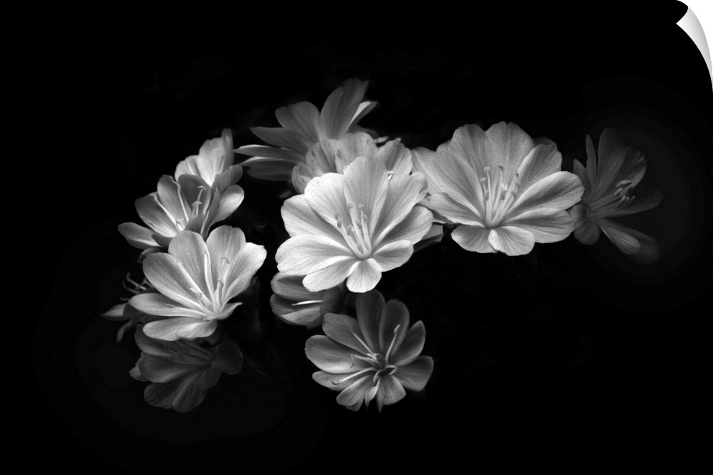 A black and white photograph of flowers against a black background.