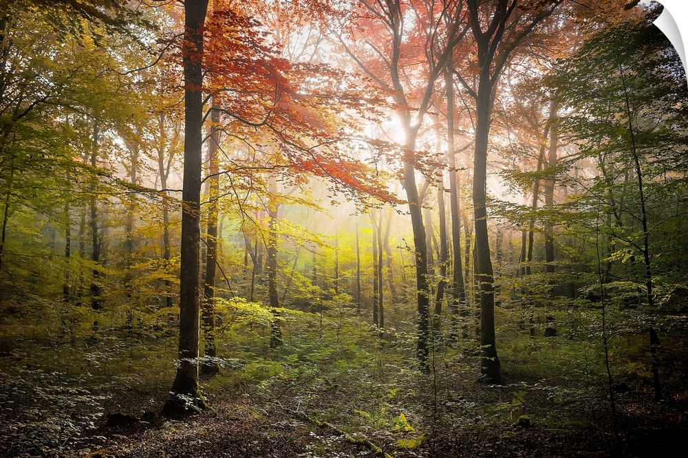 Fine art photo of a forest in the fall with glowing afternoon light.