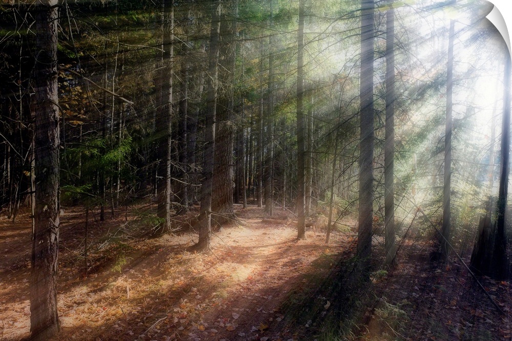 Morning sunlight peering through the trees in a forest, Acadia National Park, Maine.