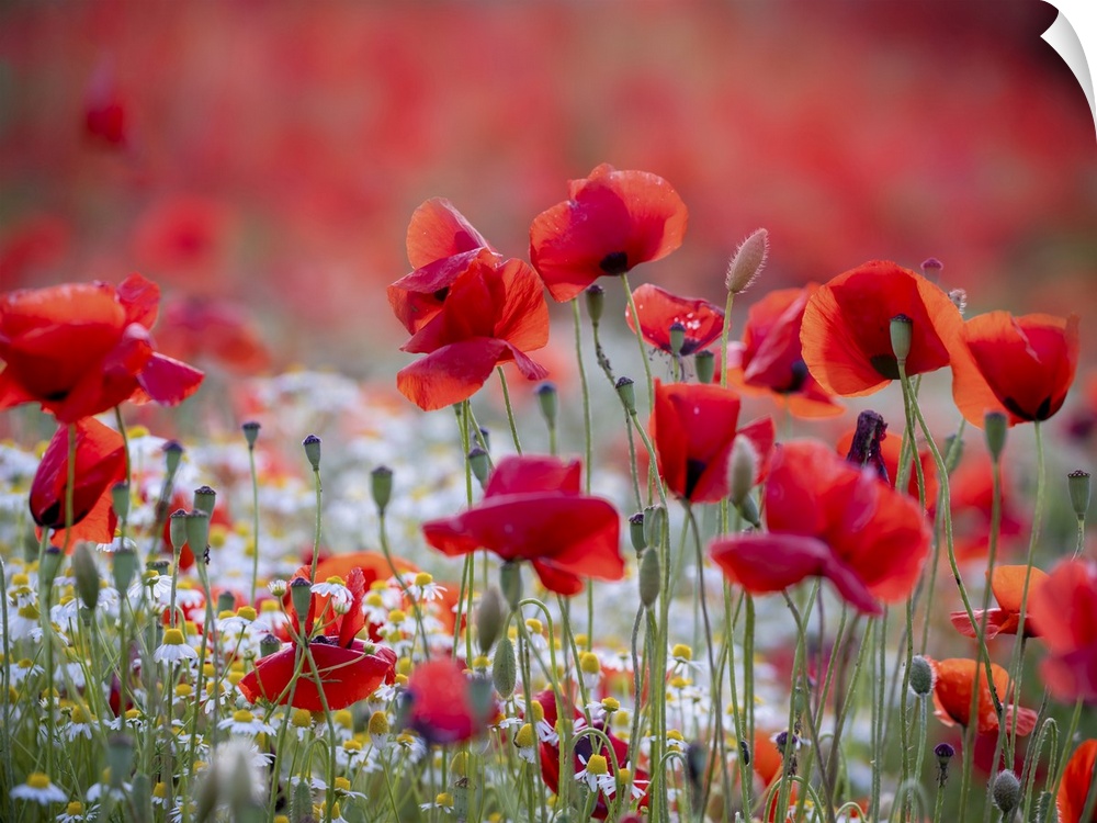 An image of a group of poppies in a meadow by the sea along the Mediterranean coast of Tuscany.