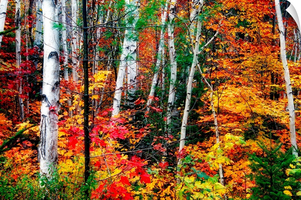 Thin straight white barked trees stand out amongst the vibrant and warm autumn leaves in a dense forest.