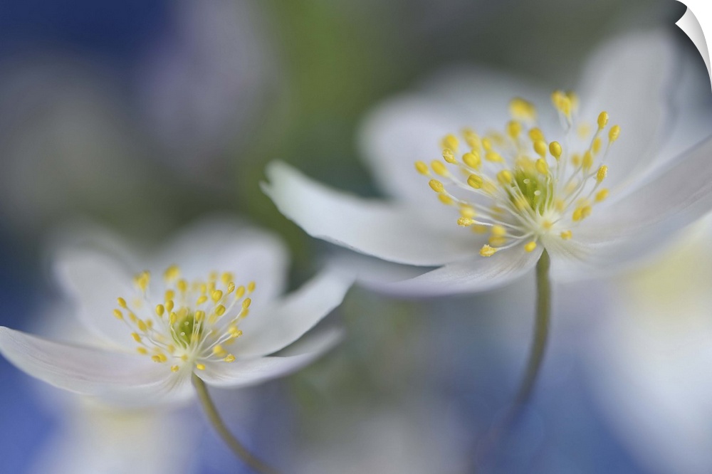 Two small white flowers on a bokeh background.