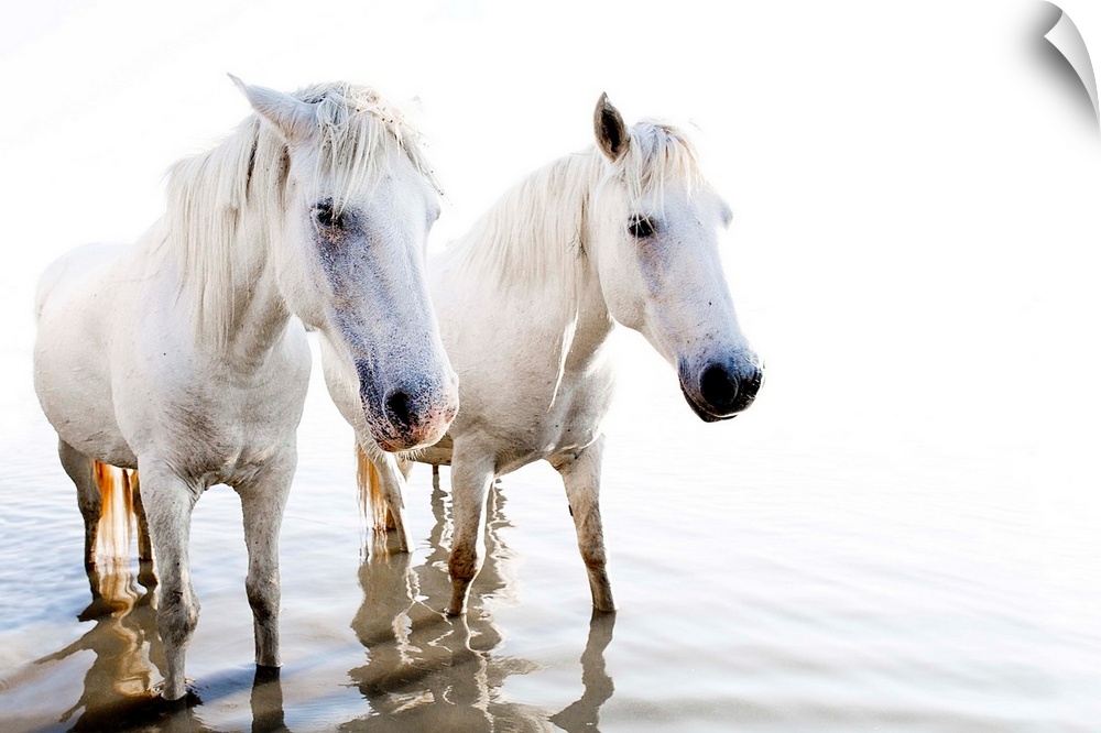 Photograph of two white horses standing in shallow water with ripples and a blown out background.