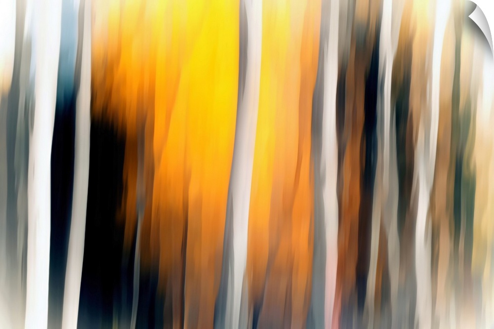 Abstract landscape photograph with blurred white Birch tree trunks and a yellow and orange lit background.