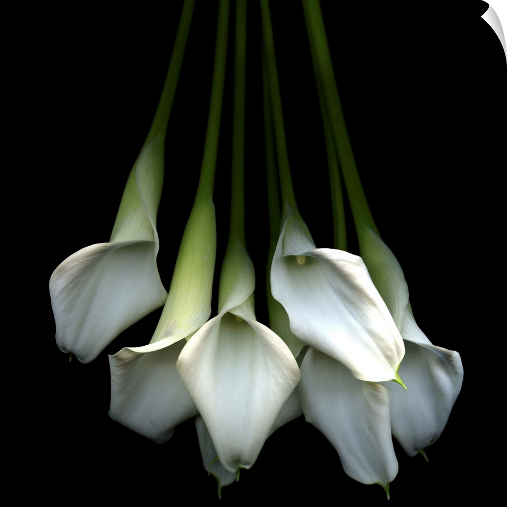 Photograph of flower bouquet with dark background.