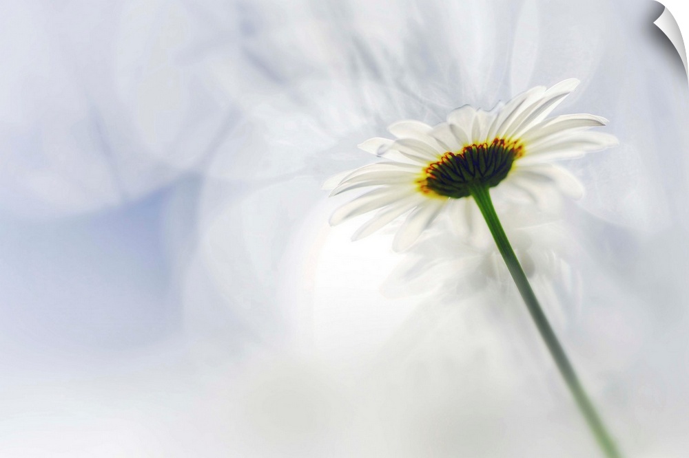 Fine art photo of the underside of a white daisy flower against a bokeh background.
