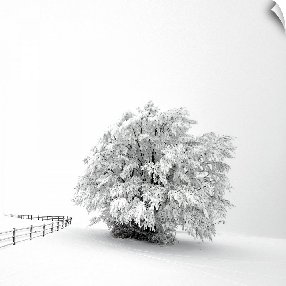 A white tree in winter