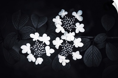 White Petal And Black Leaves