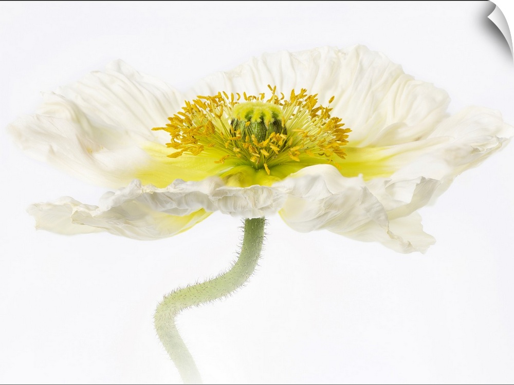 Close-up of a white poppy