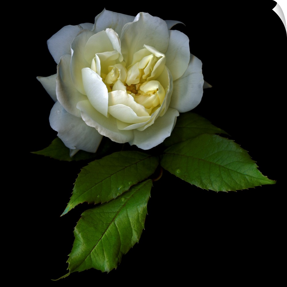 White rose with water droplets and a black background.