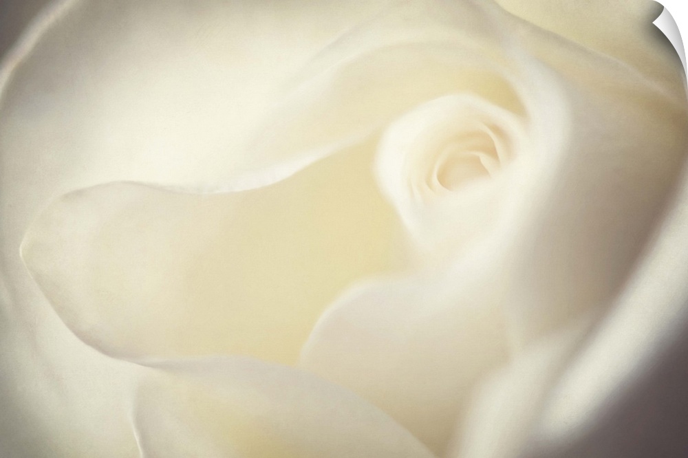 A macro photograph of a soft white rose.