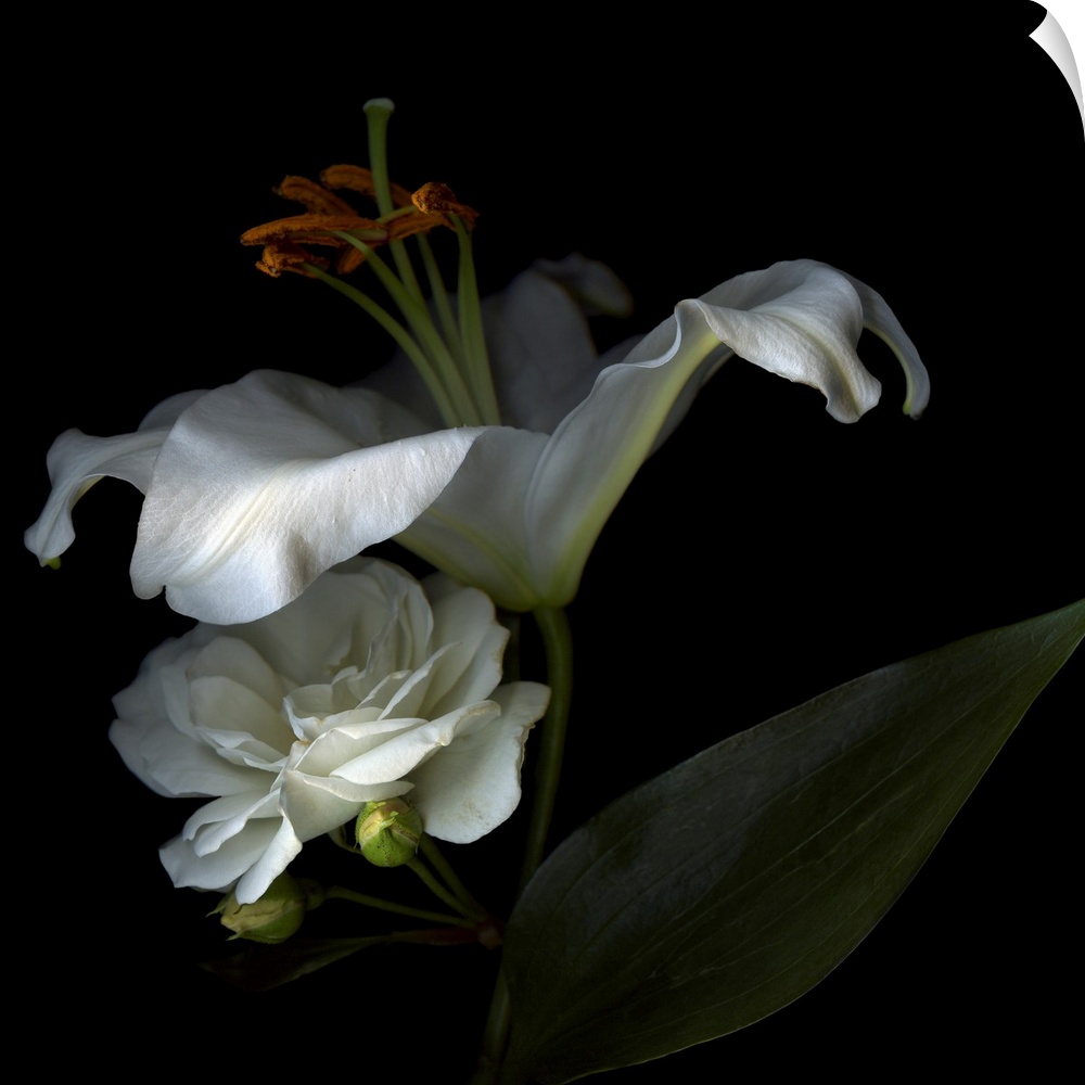 Two white flowers are shadowed but stand out against a dark background.