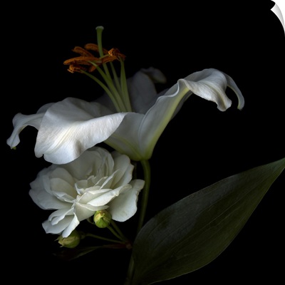 White Rose and White Lily