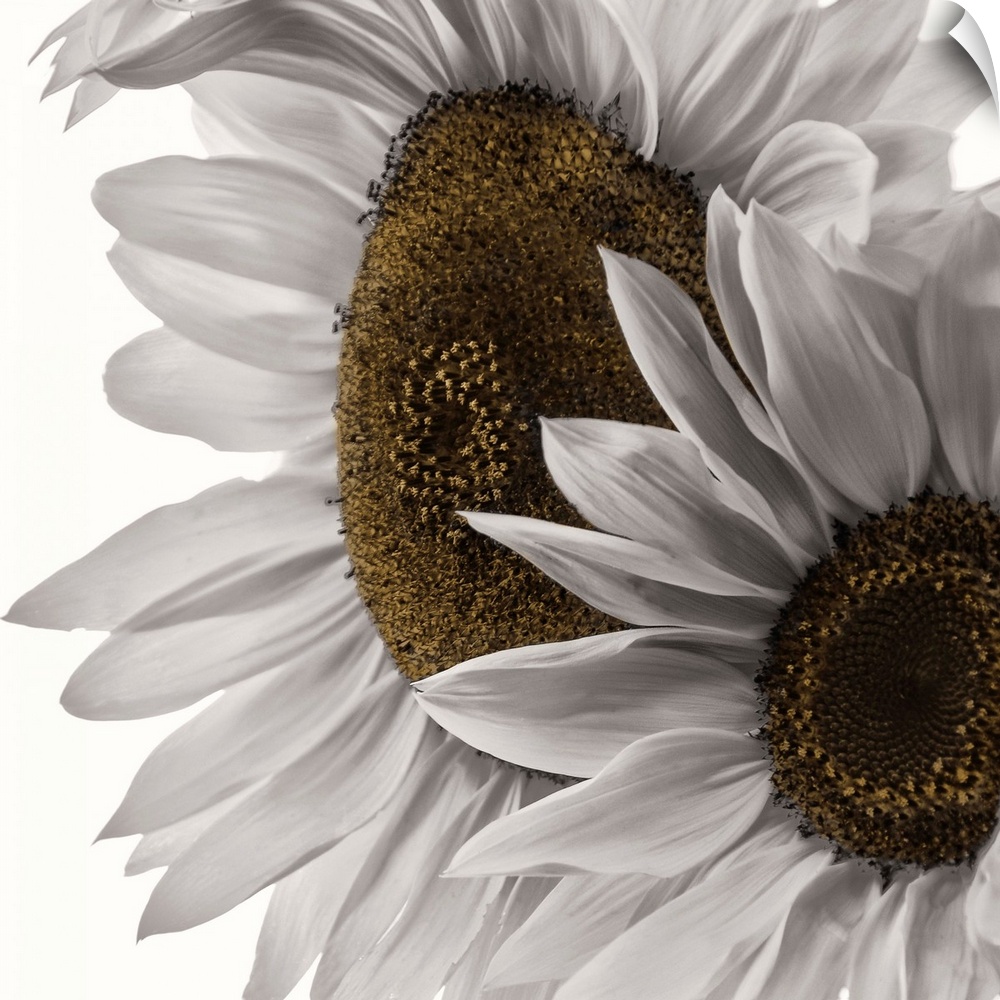 Two colorless sunflowers photographed in front of a blank backdrop.
