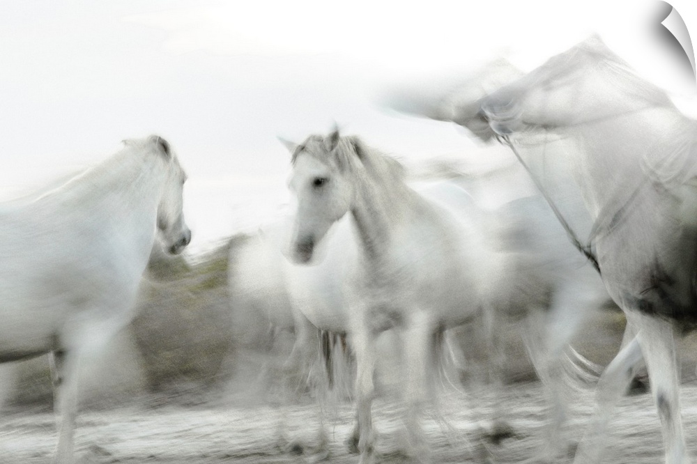 Photograph of white horses in gray and white hues with a motion blur.