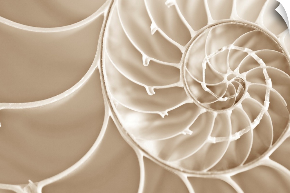 Up close photograph of spirals in a nautilus seashell.